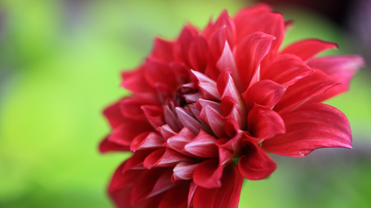 Wallpaper dahlia, flower, petals, macro, red