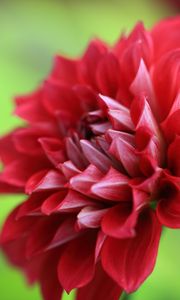 Preview wallpaper dahlia, flower, petals, macro, red