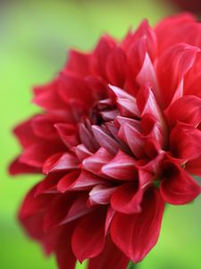 Preview wallpaper dahlia, flower, petals, macro, red