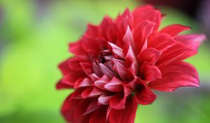 Preview wallpaper dahlia, flower, petals, macro, red