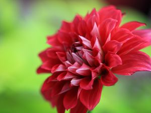 Preview wallpaper dahlia, flower, petals, macro, red