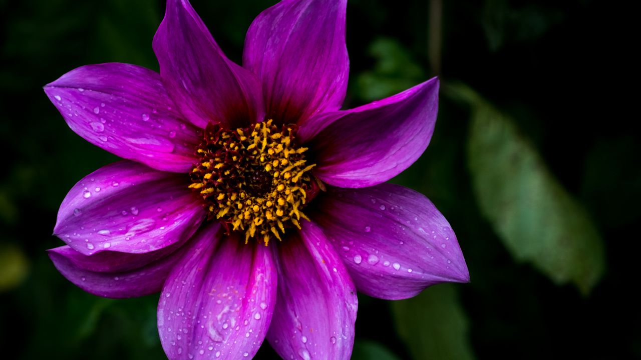 Wallpaper dahlia, flower, petals, macro, drops, purple