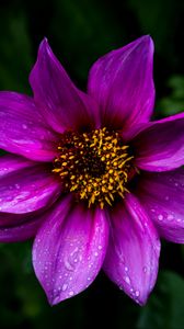 Preview wallpaper dahlia, flower, petals, macro, drops, purple