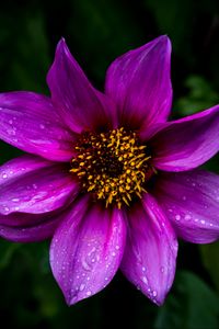 Preview wallpaper dahlia, flower, petals, macro, drops, purple