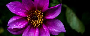 Preview wallpaper dahlia, flower, petals, macro, drops, purple