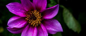 Preview wallpaper dahlia, flower, petals, macro, drops, purple