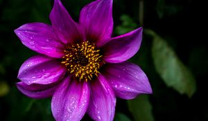 Preview wallpaper dahlia, flower, petals, macro, drops, purple