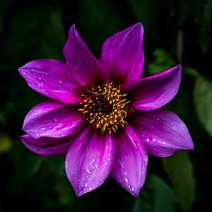 Preview wallpaper dahlia, flower, petals, macro, drops, purple