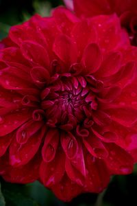 Preview wallpaper dahlia, flower, petals, macro, red, drops