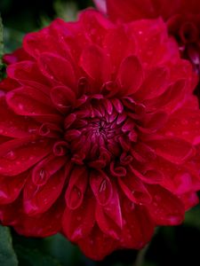 Preview wallpaper dahlia, flower, petals, macro, red, drops