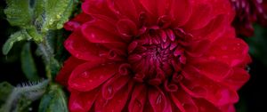 Preview wallpaper dahlia, flower, petals, macro, red, drops