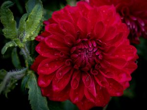 Preview wallpaper dahlia, flower, petals, macro, red, drops