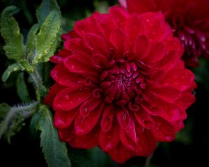 Preview wallpaper dahlia, flower, petals, macro, red, drops