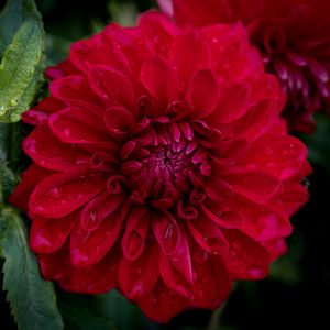 Preview wallpaper dahlia, flower, petals, macro, red, drops