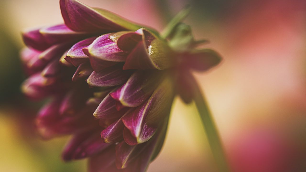 Wallpaper dahlia, flower, petals, macro, blur