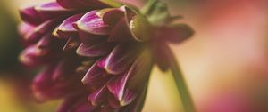 Preview wallpaper dahlia, flower, petals, macro, blur