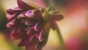 Preview wallpaper dahlia, flower, petals, macro, blur