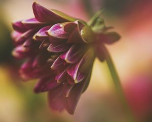 Preview wallpaper dahlia, flower, petals, macro, blur