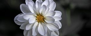 Preview wallpaper dahlia, flower, petals, white, macro, blur