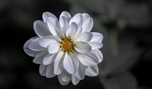 Preview wallpaper dahlia, flower, petals, white, macro, blur