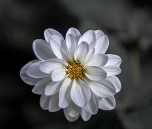 Preview wallpaper dahlia, flower, petals, white, macro, blur