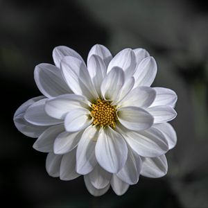 Preview wallpaper dahlia, flower, petals, white, macro, blur