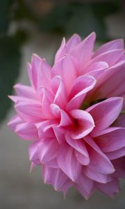 Preview wallpaper dahlia, flower, petals, pink, macro, drops