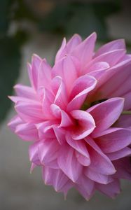 Preview wallpaper dahlia, flower, petals, pink, macro, drops