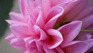 Preview wallpaper dahlia, flower, petals, pink, macro, drops