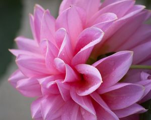 Preview wallpaper dahlia, flower, petals, pink, macro, drops