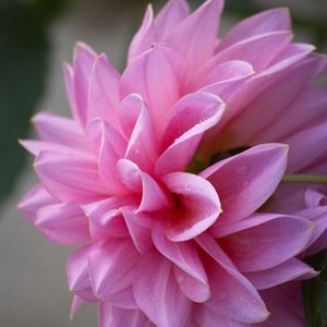 Preview wallpaper dahlia, flower, petals, pink, macro, drops