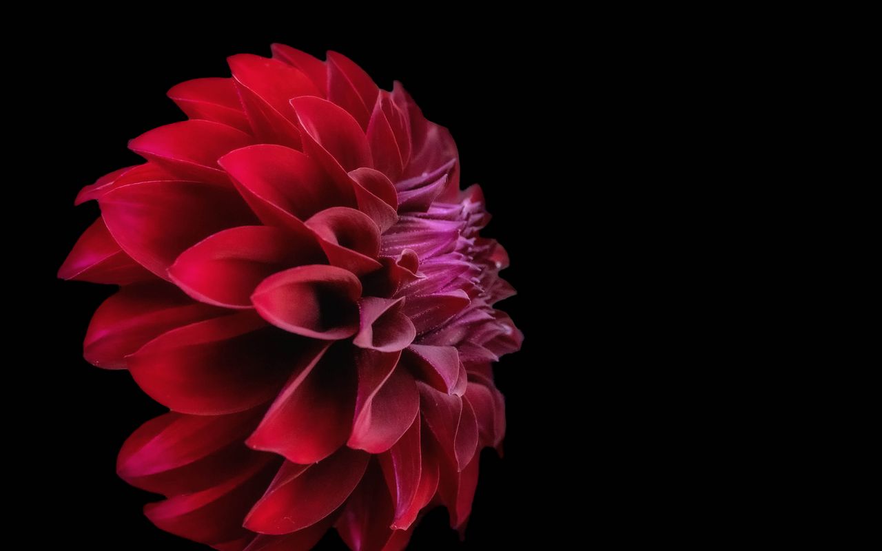 1280x800 Wallpaper dahlia, flower, petals, red, macro