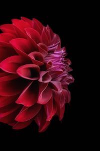 Preview wallpaper dahlia, flower, petals, red, macro