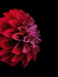 Preview wallpaper dahlia, flower, petals, red, macro