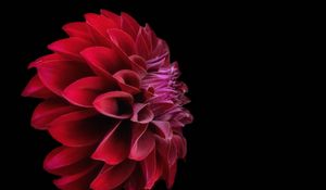 Preview wallpaper dahlia, flower, petals, red, macro