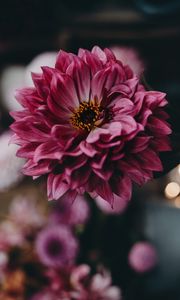 Preview wallpaper dahlia, flower, pink, bloom, closeup