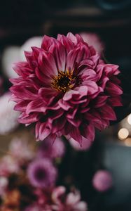 Preview wallpaper dahlia, flower, pink, bloom, closeup