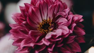Preview wallpaper dahlia, flower, pink, bloom, closeup