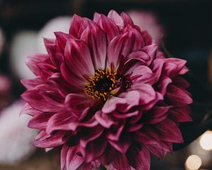 Preview wallpaper dahlia, flower, pink, bloom, closeup