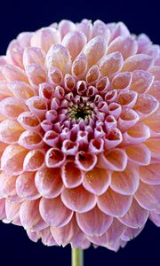 Preview wallpaper dahlia, flower, pink, wet, macro