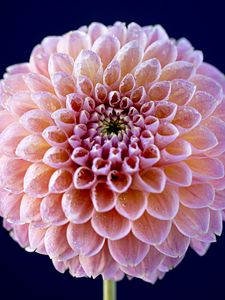 Preview wallpaper dahlia, flower, pink, wet, macro