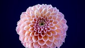 Preview wallpaper dahlia, flower, pink, wet, macro