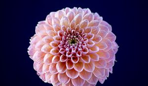 Preview wallpaper dahlia, flower, pink, wet, macro