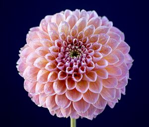 Preview wallpaper dahlia, flower, pink, wet, macro