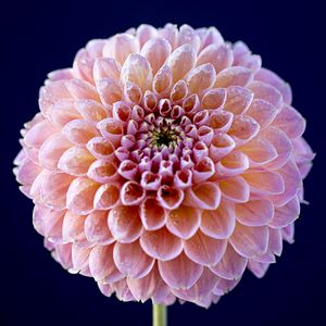 Preview wallpaper dahlia, flower, pink, wet, macro