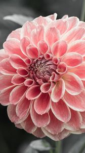 Preview wallpaper dahlia, flower, pink, macro