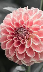 Preview wallpaper dahlia, flower, pink, macro