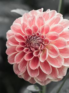Preview wallpaper dahlia, flower, pink, macro