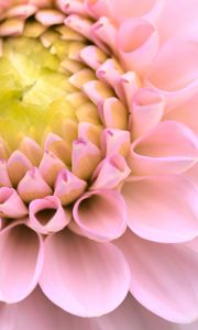 Preview wallpaper dahlia, flower, pink, macro, petals