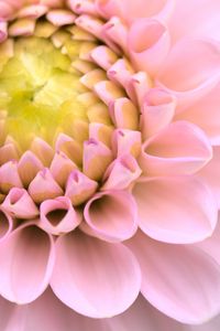 Preview wallpaper dahlia, flower, pink, macro, petals